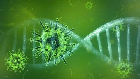 Coronavirus Infection Could Be Blocked by an Engineered Virus