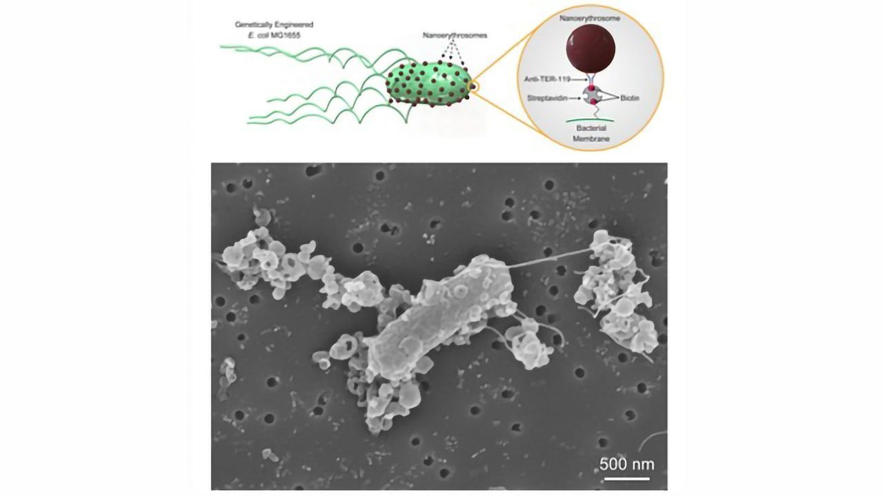 Personalized Microrobots Deliver Drugs to Cells