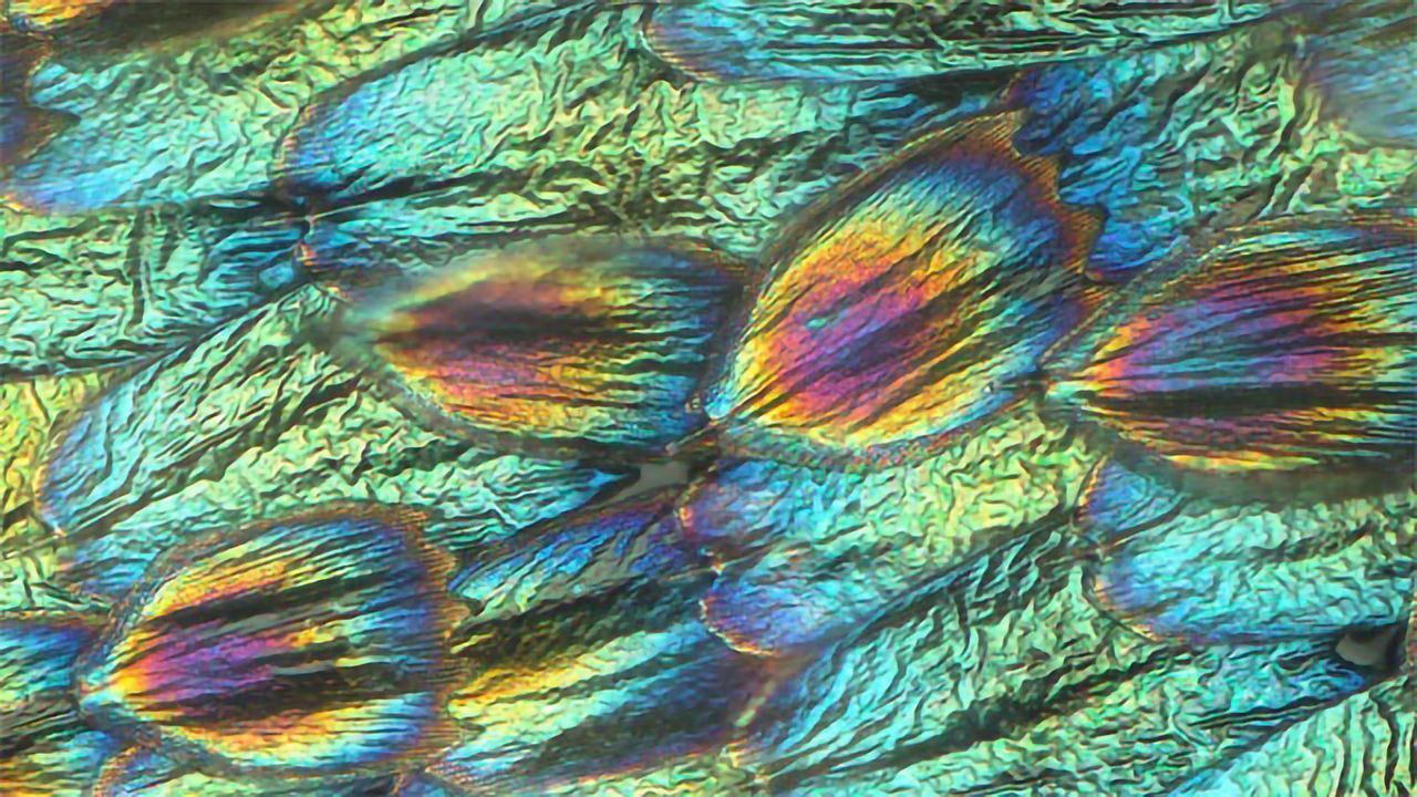 Iridescent Butterfly Wing Scales