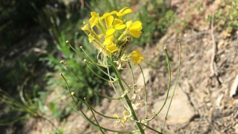 Wallflowers Could Lead to New Drugs