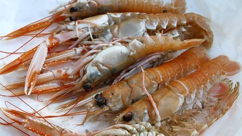 Langoustine Digestion Makes Microplastics Even Smaller