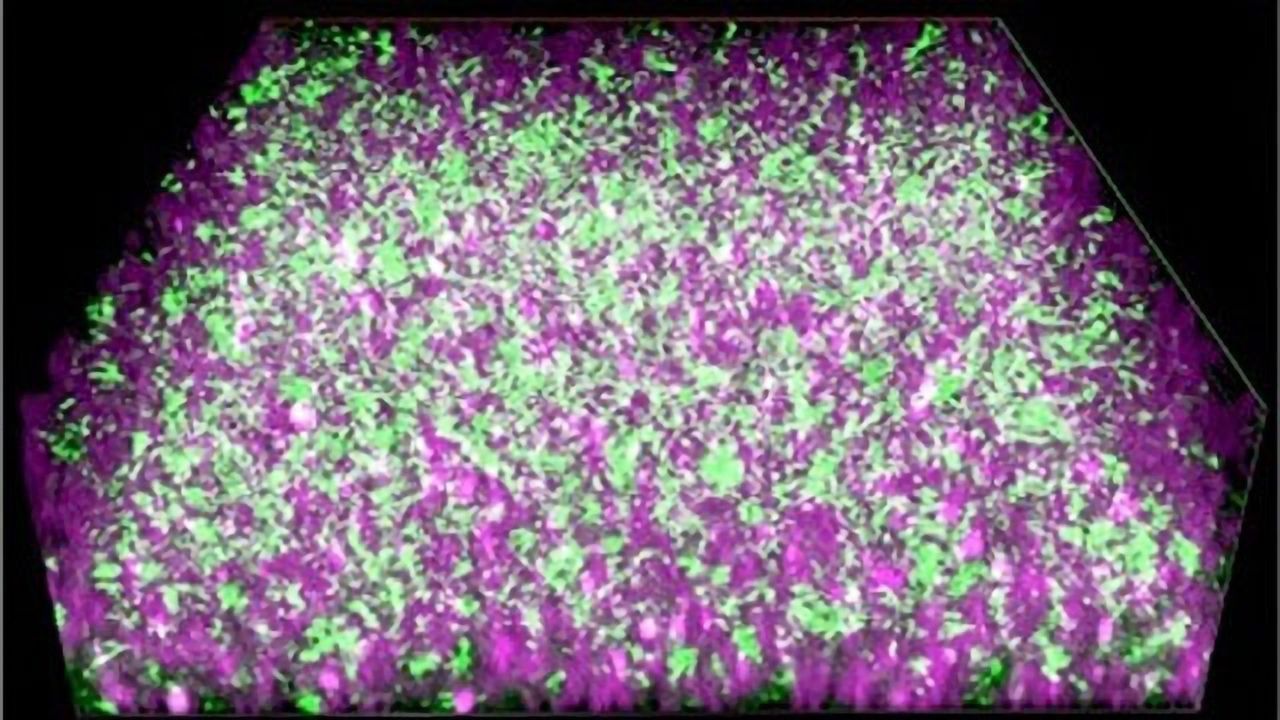 Biohybrid System Nurtures Electricity-producing Bacteria