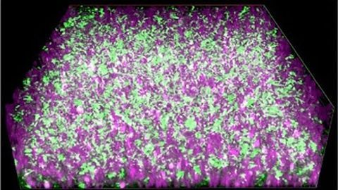 Biohybrid System Nurtures Electricity-producing Bacteria
