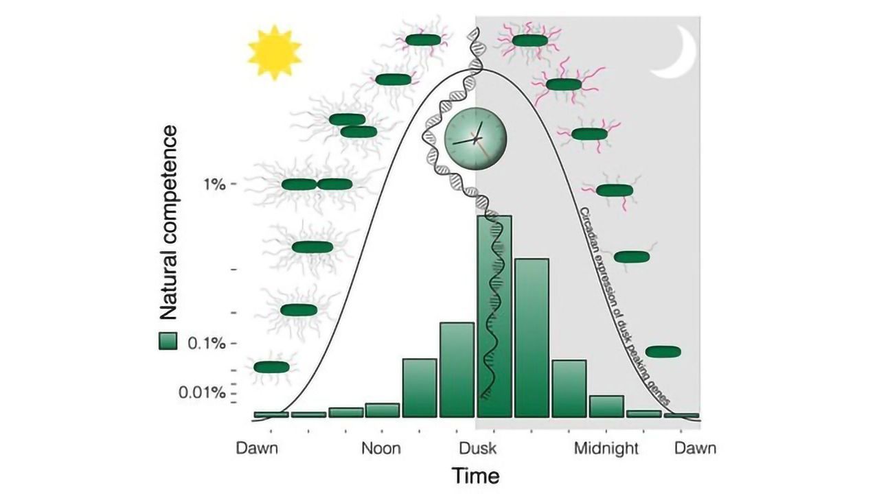 Why Aligning Biological Clock to the Day-Night Cycle Is So Important