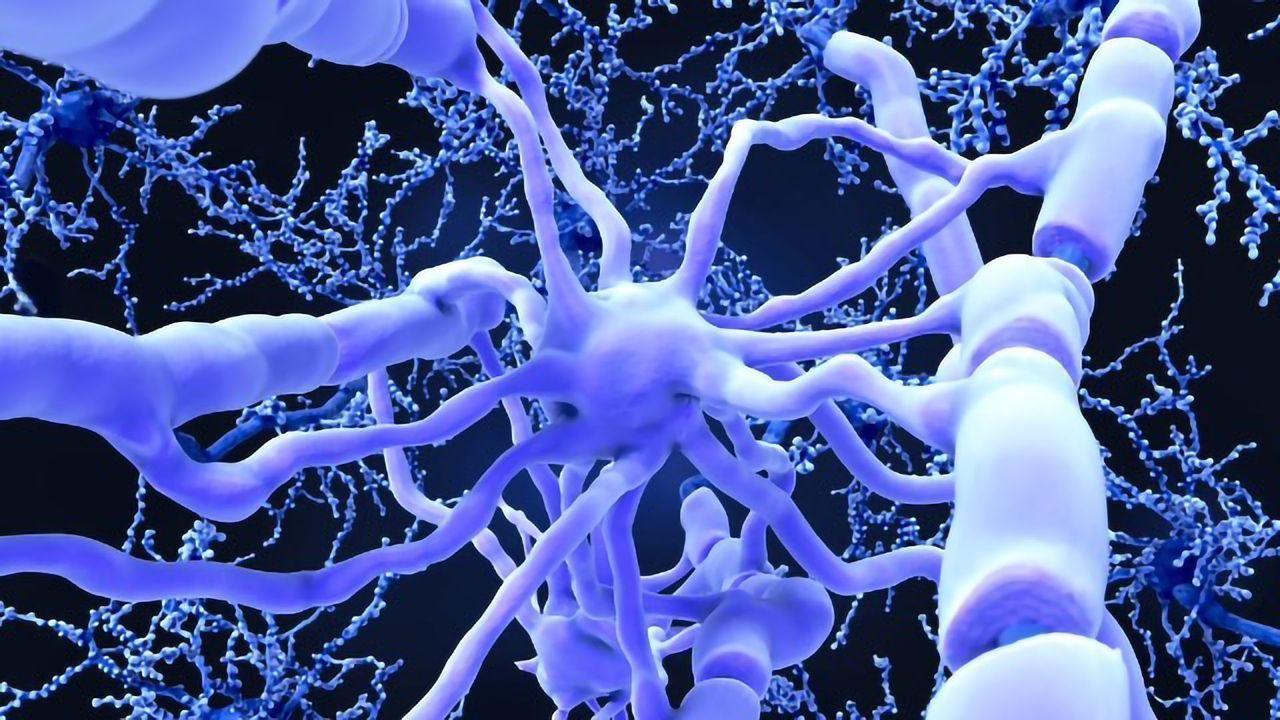 Researchers Have Succeeded in Restoring Mobility and Sensation of Touch in Stroke-Afflicted Rats