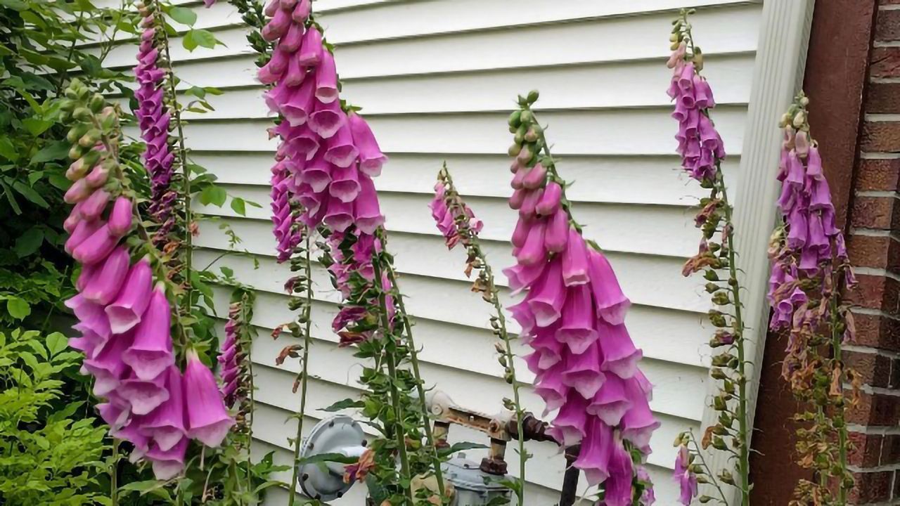 Improving Foxglove Plant's Natural Medicine Production