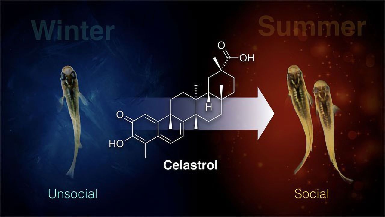 Celastrol Treats SAD-like Symptoms in Animal Model