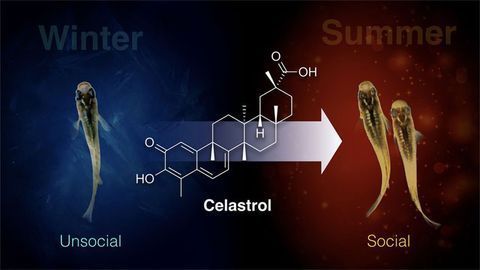 Celastrol Treats SAD-like Symptoms in Animal Model