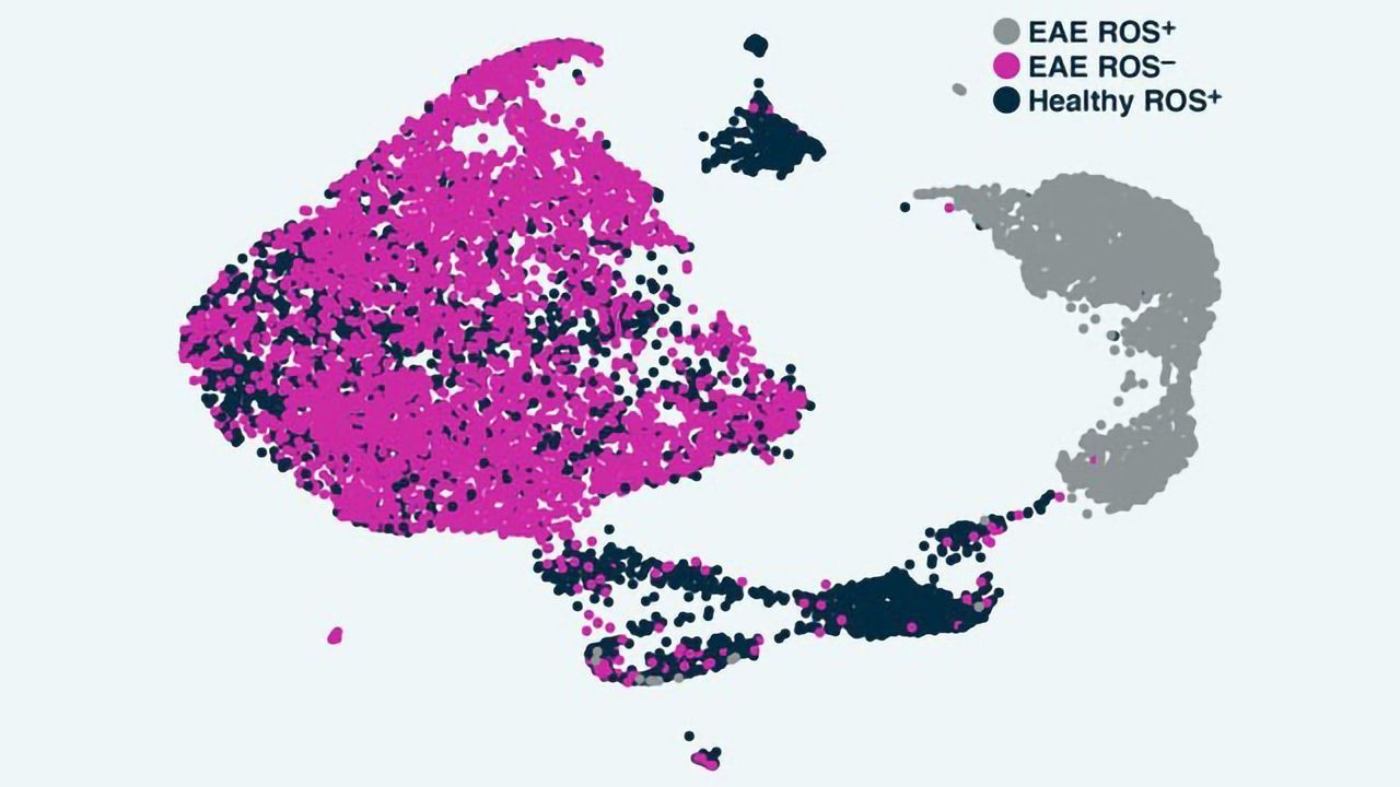 Toxic Immune Cell Atlas To Guide MS Research