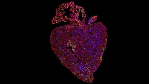 Activating Key Cancer Gene Could Provide First Curative Treatment for Heart Disease