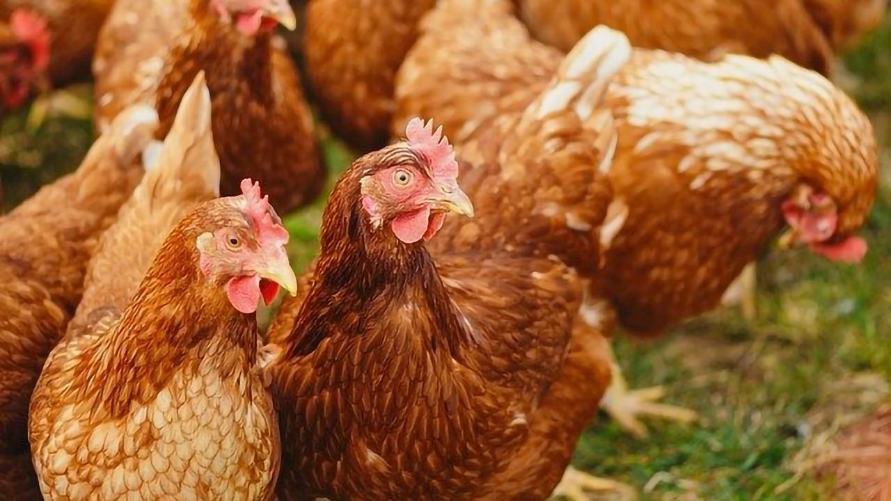 Ammonia Emissions From Livestock and Poultry Farming an Environmental Headache