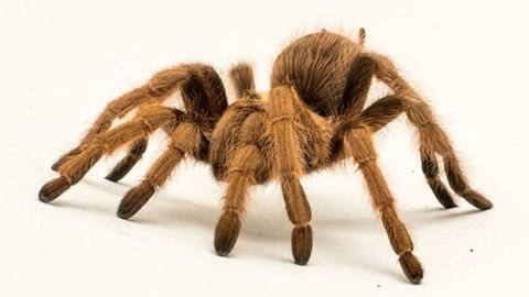 Tarantula Venom Protein May Hold Promise as Alternative to Opioid Pain Killers