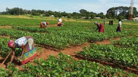 Soybean Innovation Lab Provides Practical Food Solutions