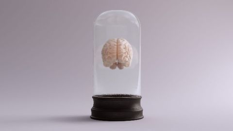 Gene Activation Explains Why the Two Sides of Our Brain Are Different