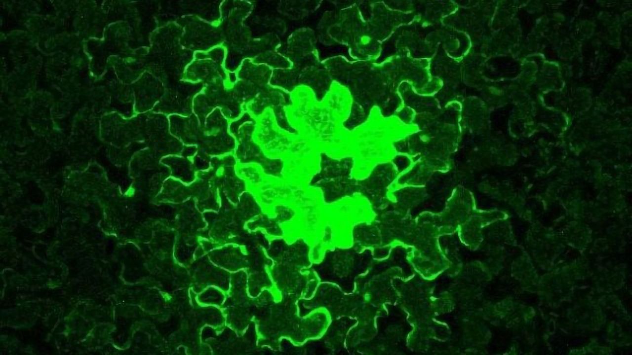 Trade-offs of Cellular Self-isolation in Plants