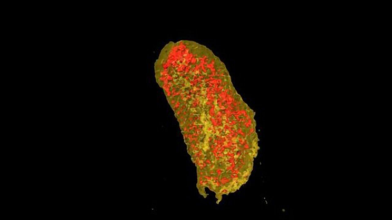 Novel Technique for Imaging Cell Membrane Proteins