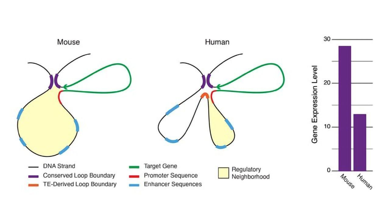 A Role for Transposable Elements in Regulating Genetic Expression and Evolution
