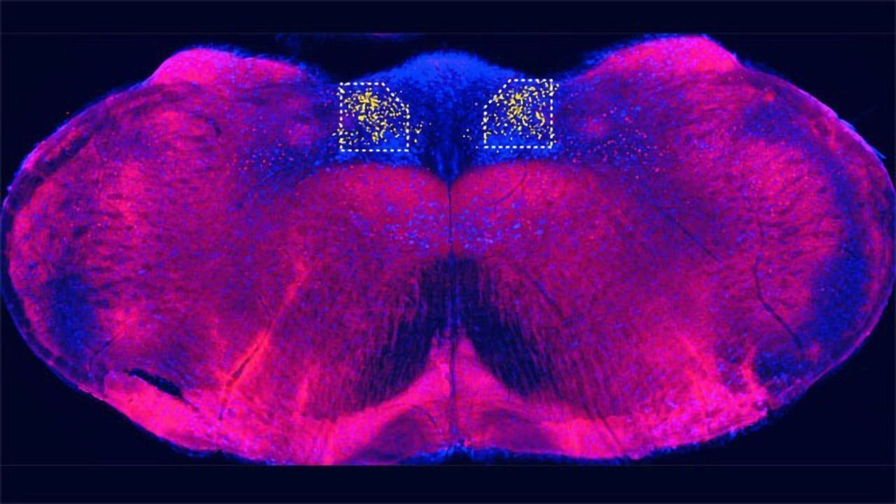 Mouse Study Identifies Gut-Brain Sugar Sensor