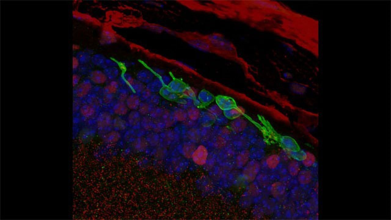 Skin Cells Retooled To Sense Light and Restore Sight in Groundbreaking Mouse Vision Study