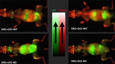 Autoimmune Protection Thanks to Chaperone Protein