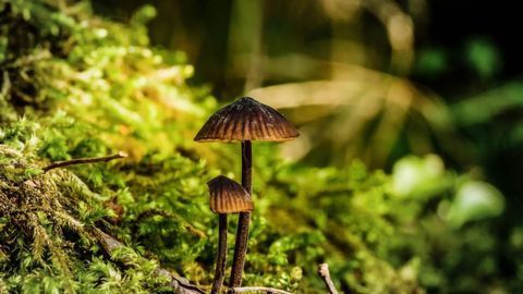 Psychedelic Compound Can Be Produced in Yeast
