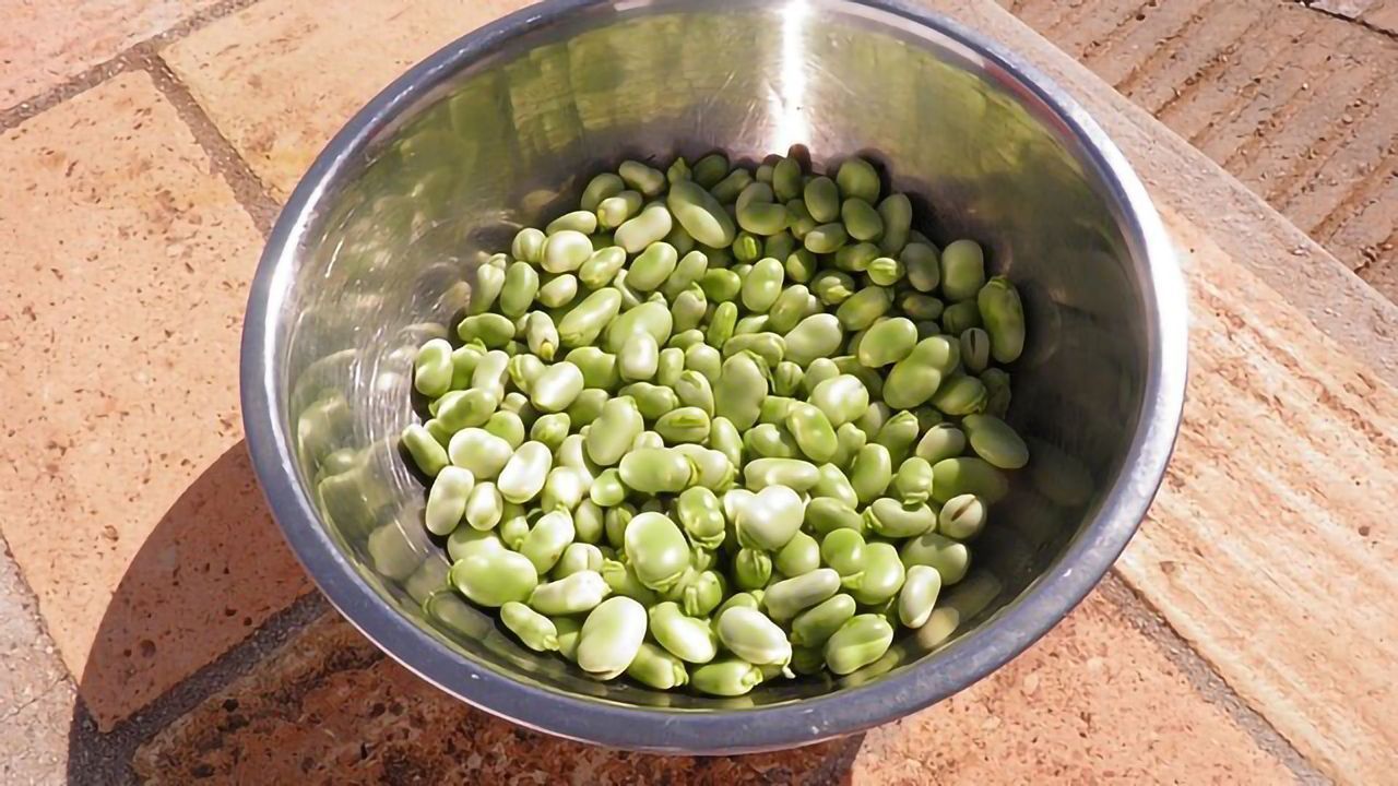 Fava Beans Could Be the New Soy