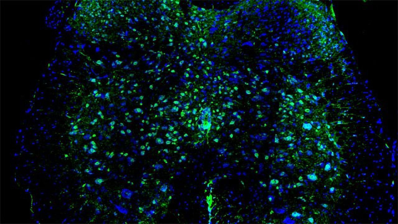 Blood Pressure Medication Solves Spasticity in Mice With Spinal Cord Injuries