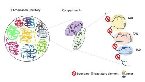 Genetic Structural Secrets of Schizophrenia