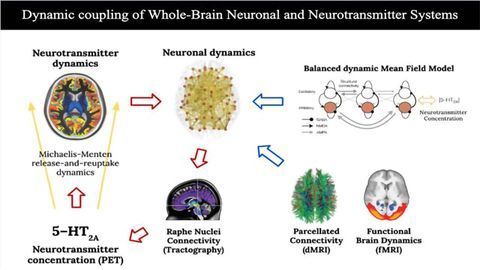 How Brain Systems Interact To Produce Psilocybin's Psychedelic Effects