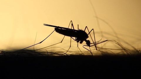 Gene Drive Strategy To Control Mosquitoes Not Impacted by Genetic Variation