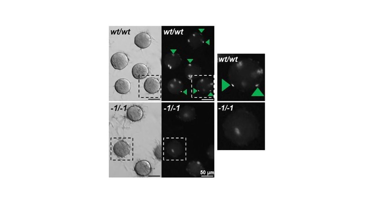 Protein Offers a Hand in Fertilization