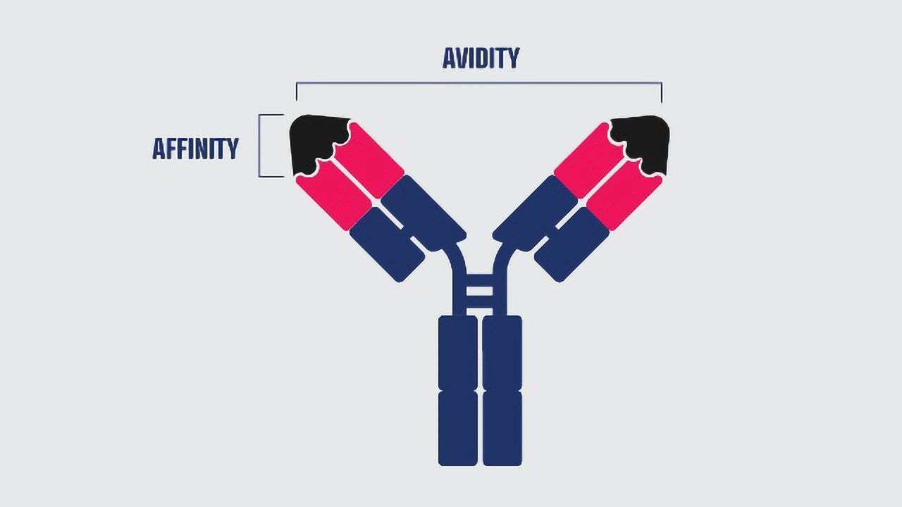Affinity vs Avidity