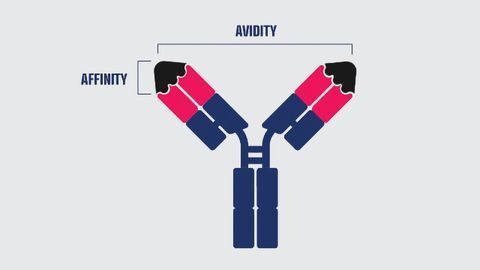 Affinity vs Avidity