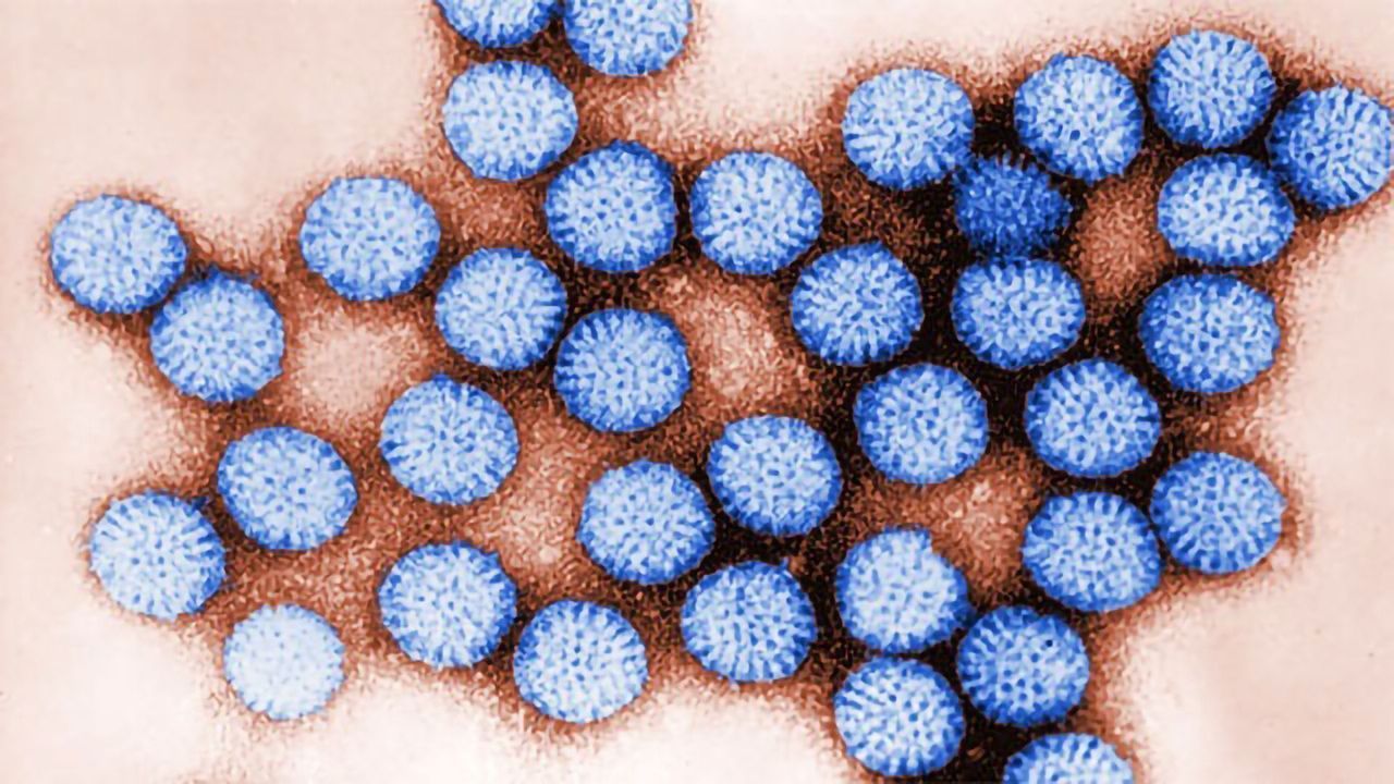 Rotavirus Particles