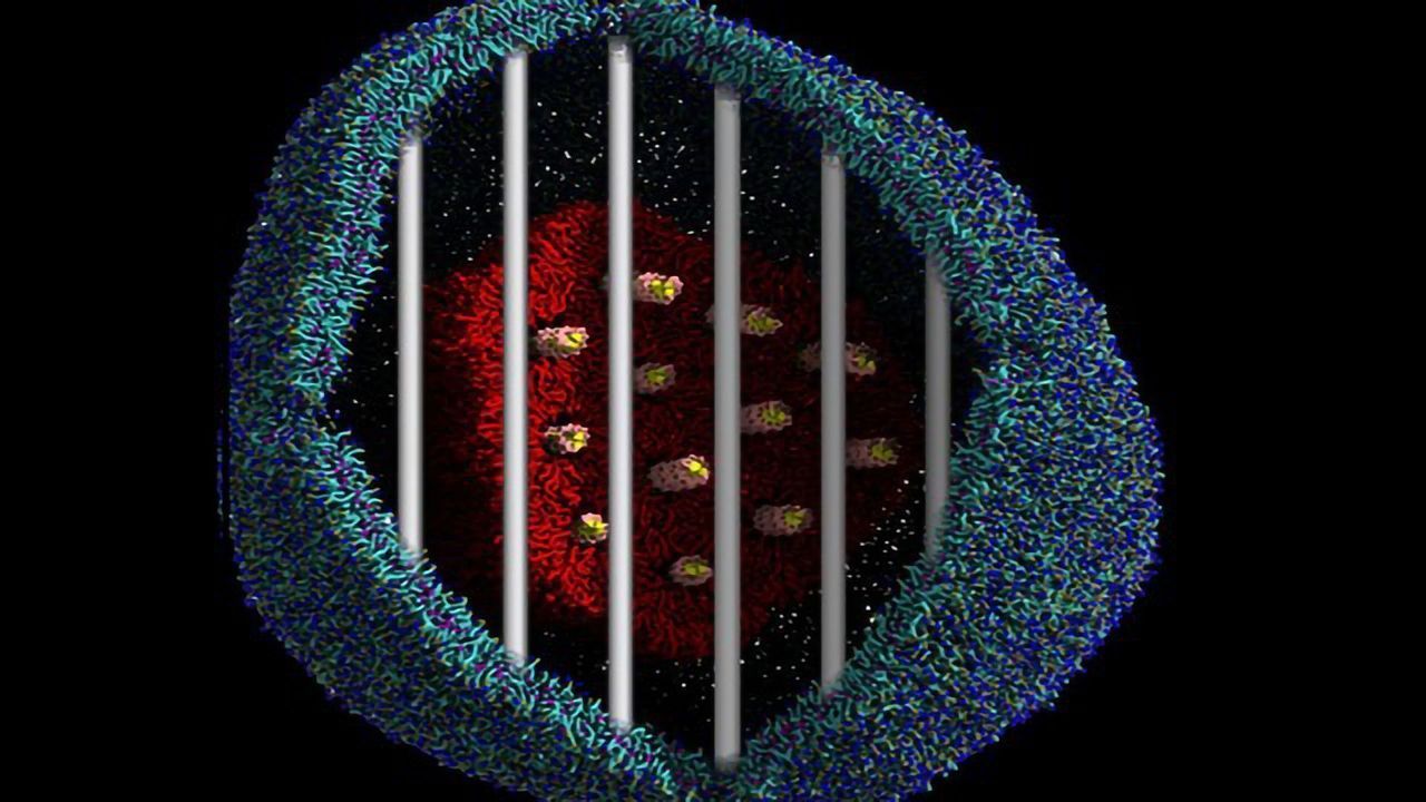 Simulations Illustrate How To Make Gene Therapy More Effective