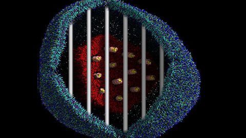 Simulations Illustrate How To Make Gene Therapy More Effective