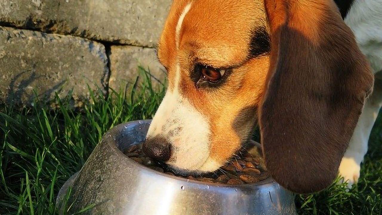Raw Dog Foods Are Potential Infection Risk to Owners