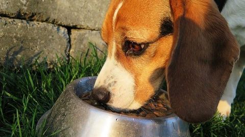 Raw Dog Foods Are Potential Infection Risk to Owners