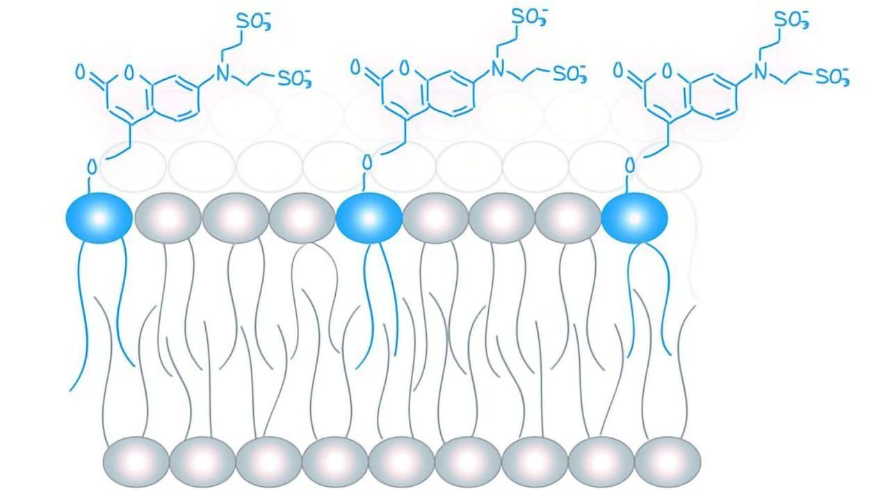 Study Points to Existence of a Lipid Code