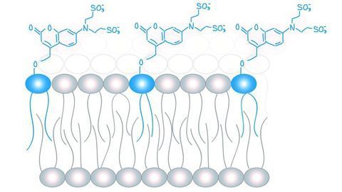 Study Points to Existence of a Lipid Code