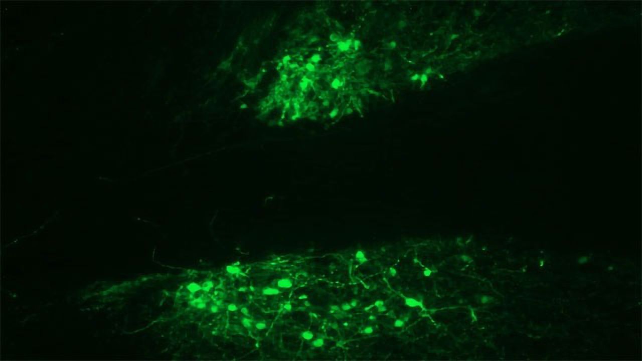 The Brain Area Controlling Binge Drinking in Mice