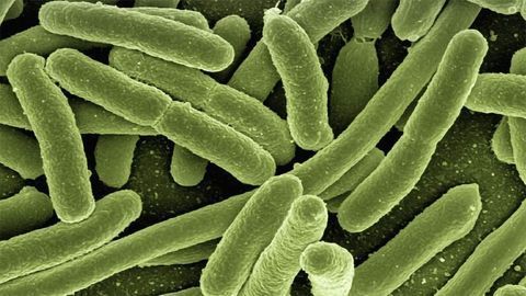 A Micro-device To Detect Bacteria and Viruses