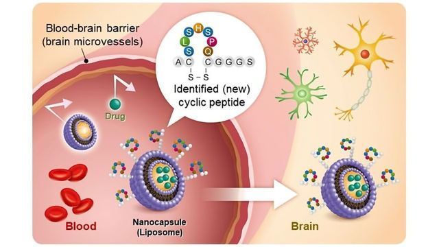does tirzepatide cross the blood brain barrier Nanoparticle Drug Delivery Technology Can Cross the Blood-Brain Barrier