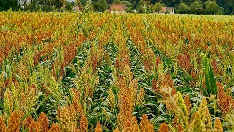 Sprinkling of Rock Dust May Improve Soil Health and Crop Yield