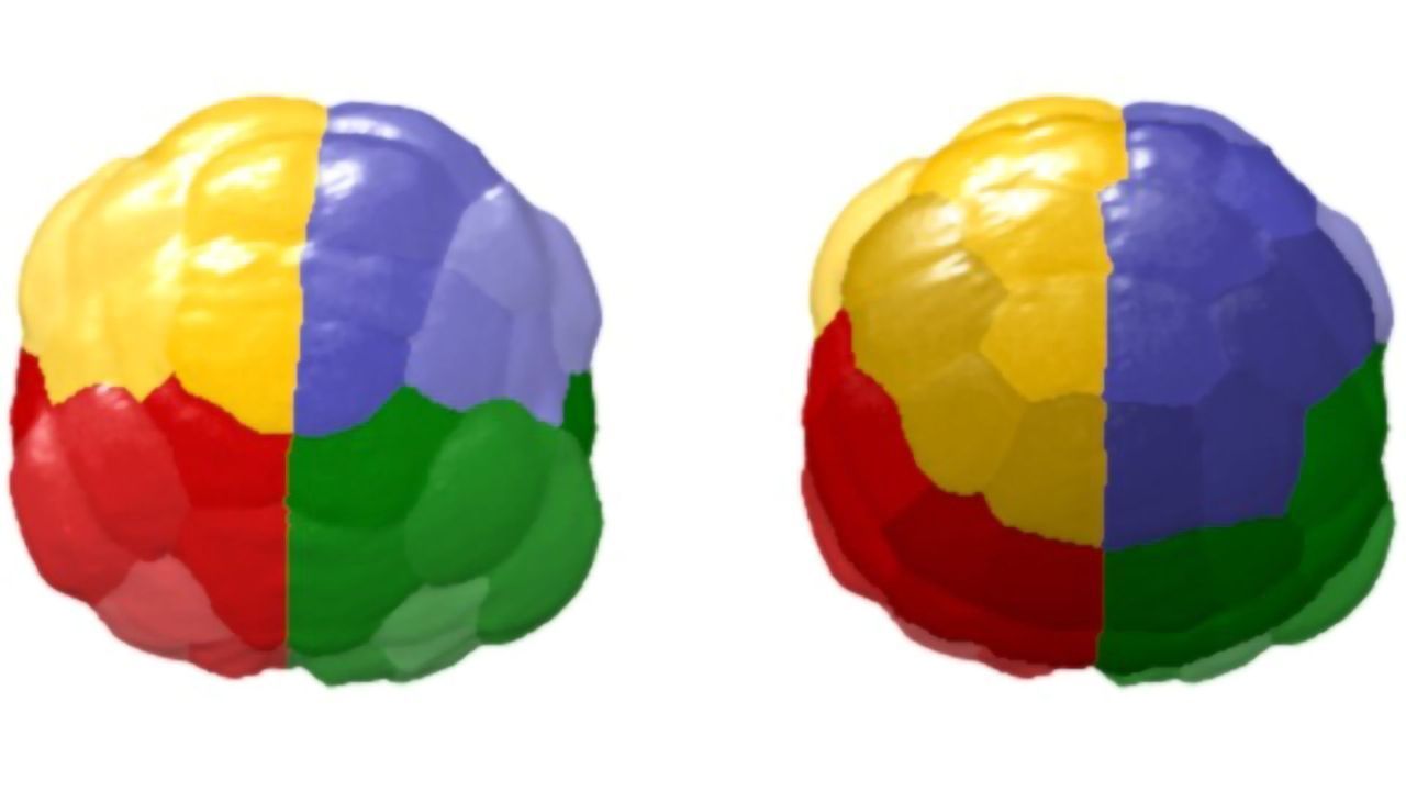 Virtual Embryo Allows Single-cell Studies in Unprecedented Detail