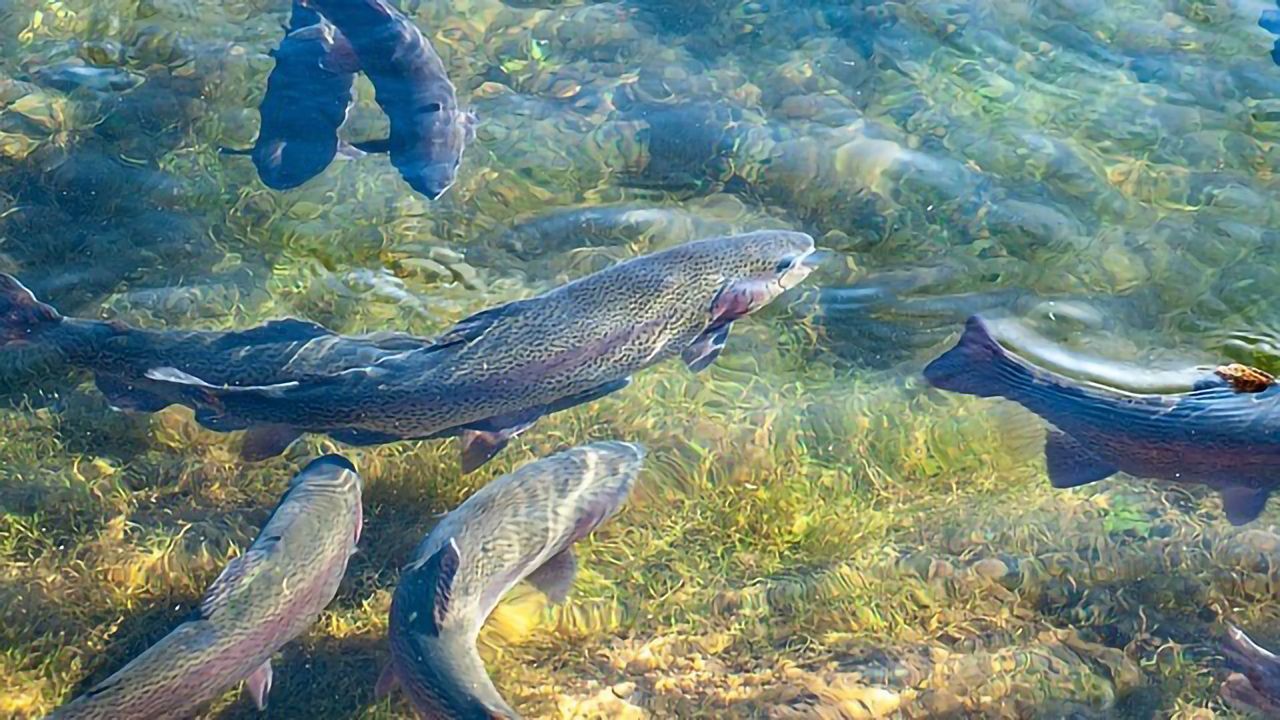 Alarm Bells Over Rise of Antimicrobial Resistance in Aquaculture