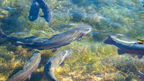 Alarm Bells Over Rise of Antimicrobial Resistance in Aquaculture