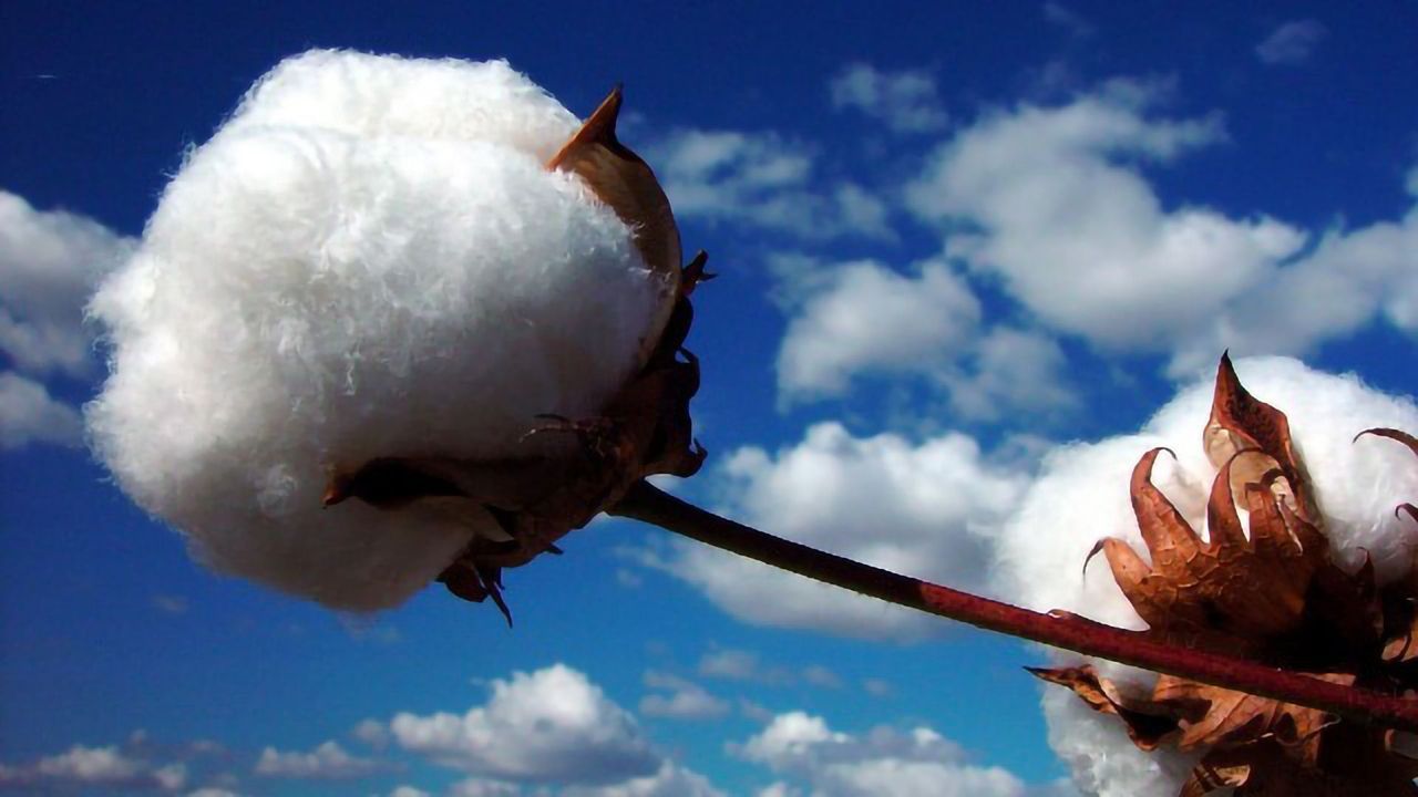 Tying Up Loose Threads in Cotton Genomics