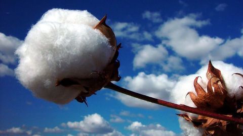 Tying Up Loose Threads in Cotton Genomics
