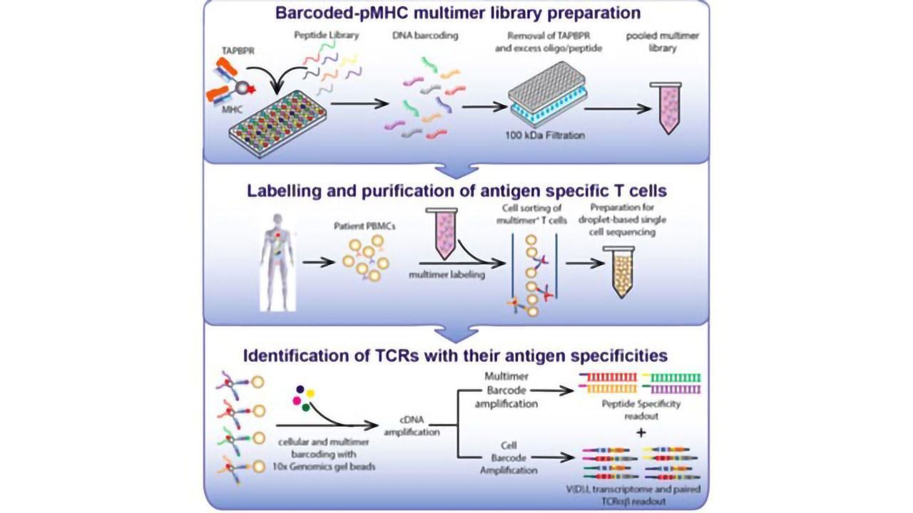 High-throughput Method Yields Libraries of Probes for Tetramer Assays